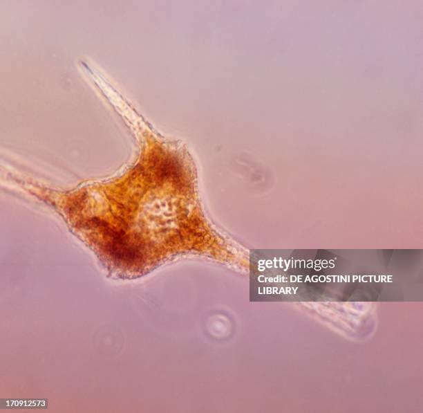 Ceratium hirundinella, Dinoflagellates, seen under a microscope, at x360 magnification.