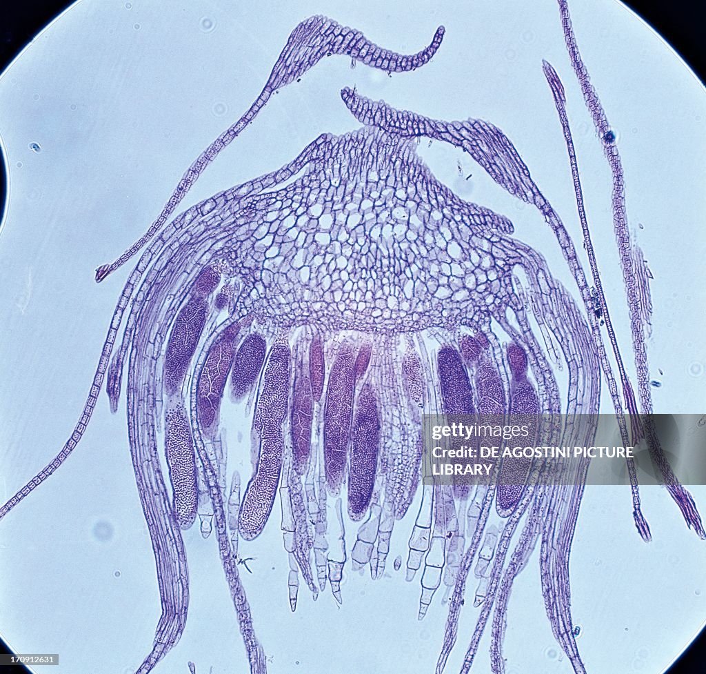Antheridia and paraphyses of a moss