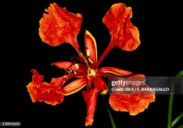 Flower from a Royal Poinciana flame tree, Koroyanitu National Heritage Park, Viti Levu Island, Fiji Islands.