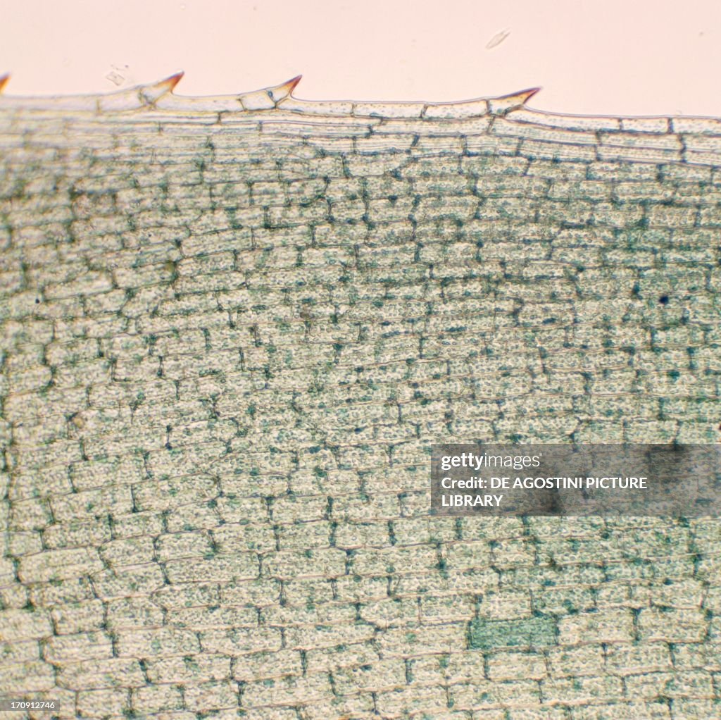 Leaf with chloroplast from pondweed...