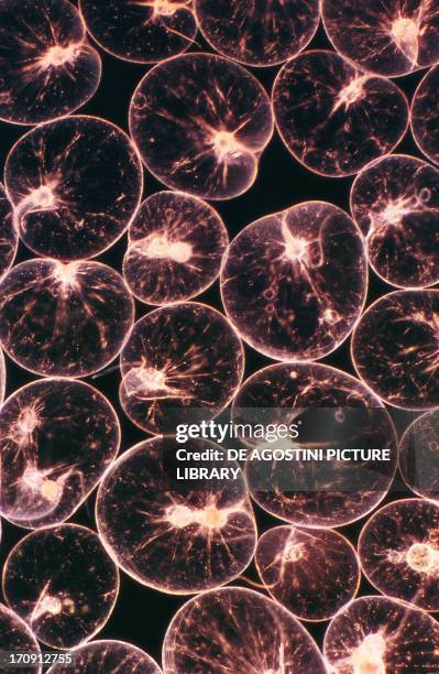 Microphotograph of noctiluca scintillans, dinoflagellates, plankton.