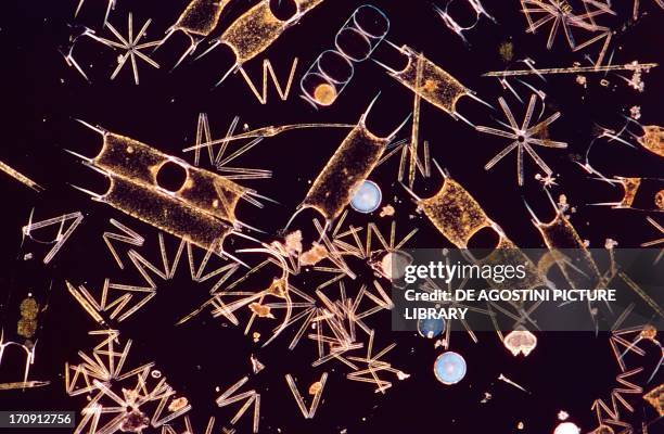 Microphotograph of thalassiothrix frauenfeldii, Thalassionemataceae, phytoplankton.