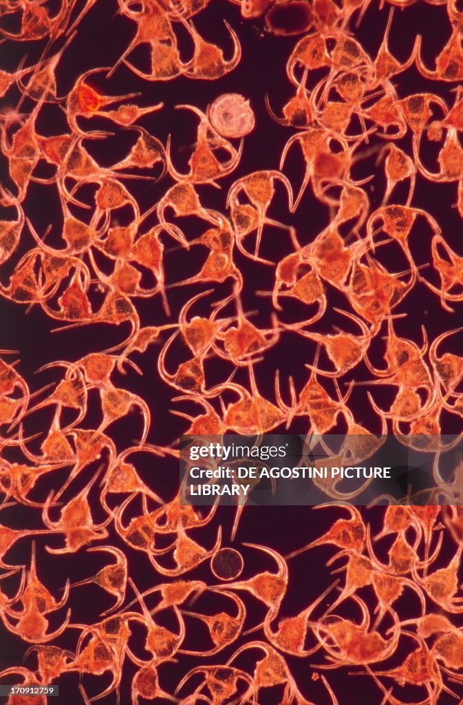 Microphotograph of ceratium tripos...