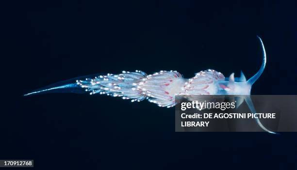 Facelina drummondii, nudibranch mollusks.