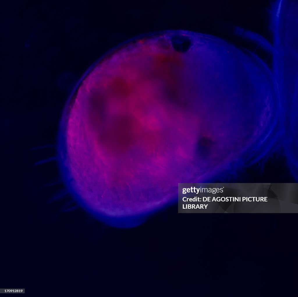 Microphotograph of ostracods...
