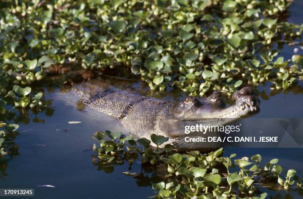 Ganges Gharial , Royal Chitwan National Park , Nepal.