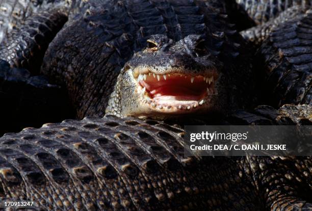 American Alligator , Everglades National Park , Florida, United States of America.