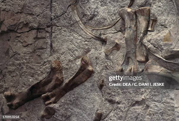 Dinosaur fossils preserved in rock, Dinosaur Quarry, Dinosaur National Monument, Utah-Colorado, United States of America. Detail.