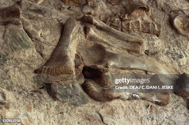 Dinosaur fossils preserved in rock, Dinosaur Quarry, Dinosaur National Monument, Utah-Colorado, United States of America. Detail.