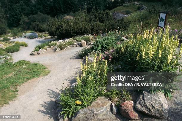 Big-flowered Yellow Foxglove , Paradisia Alpine Botanical Garden, Valnontey, Cogne, Gran Paradiso National Park, Valle d'Aosta.