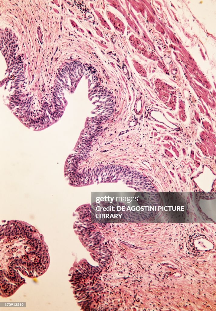 Transitional epithelium of the human urethra