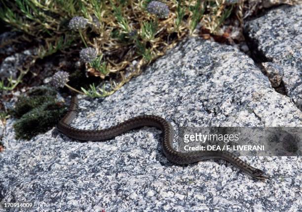 Smooth snake , Peneda-Geres National Park , Portugal.