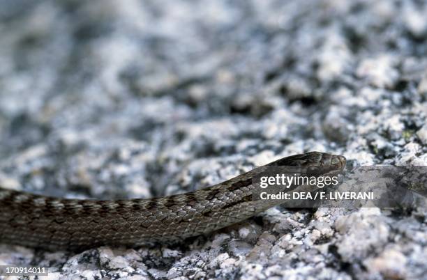 Smooth snake , Peneda-Geres National Park , Portugal.