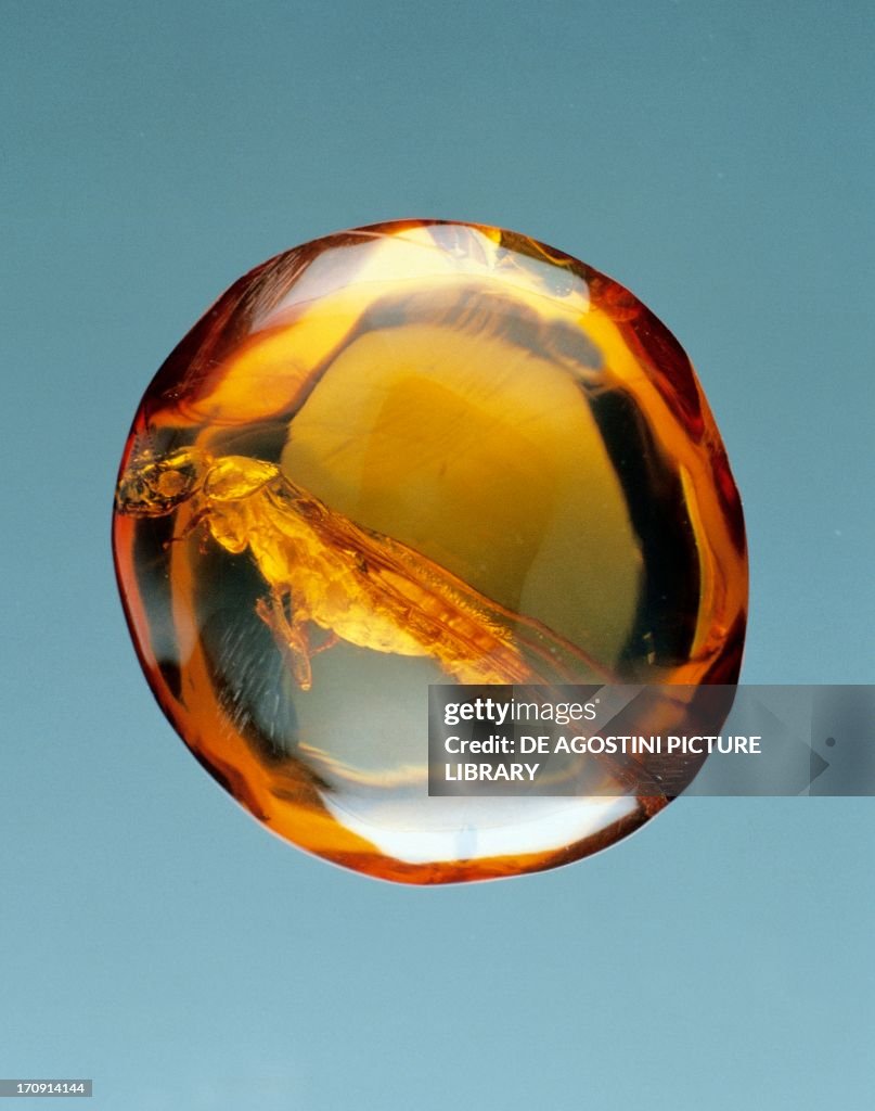 Amber, fossilized tree resin contains insect...
