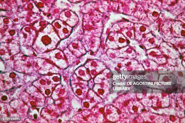 Microphotograph of human liver cells with characteristic hexagonal shape and glycogen granules, at x400 magnification.