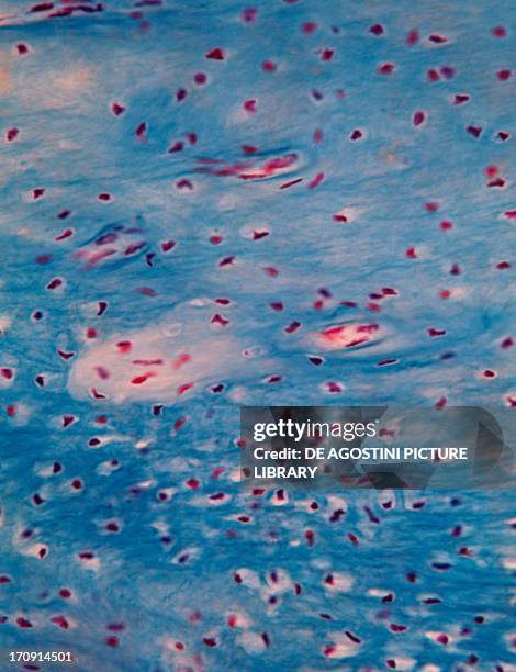 Microphotograph of human bone tissue.