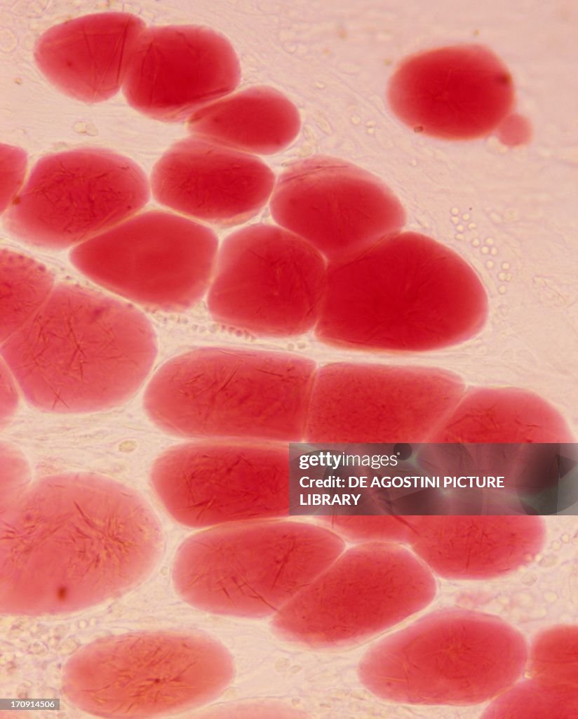 Microscopic section of adipose tissue