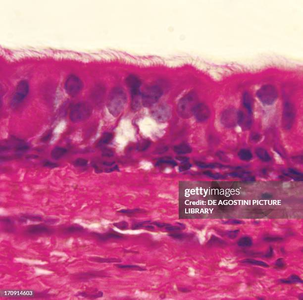 Section of ciliated epithelium of human trachea, at x650 magnification.