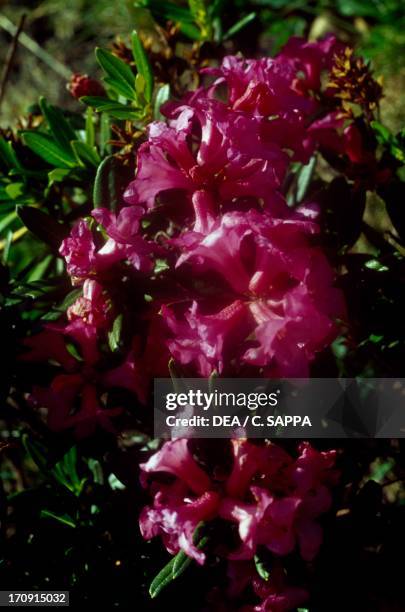 7点のアルペンローゼのストックフォト Getty Images 7点のアルペンローゼのストックフォト Getty Images