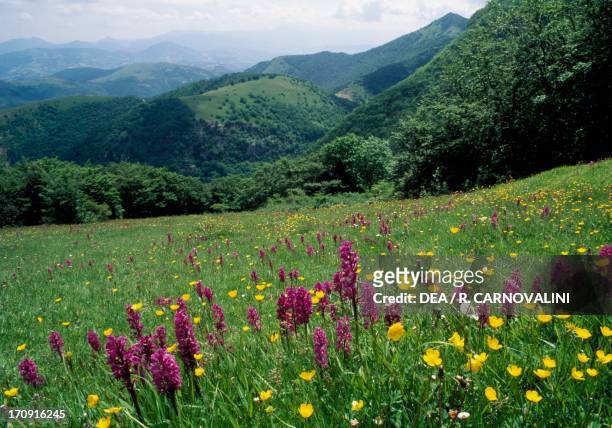 Wild orchids in Monte Cucco Regional Park, Umbria, Italy.