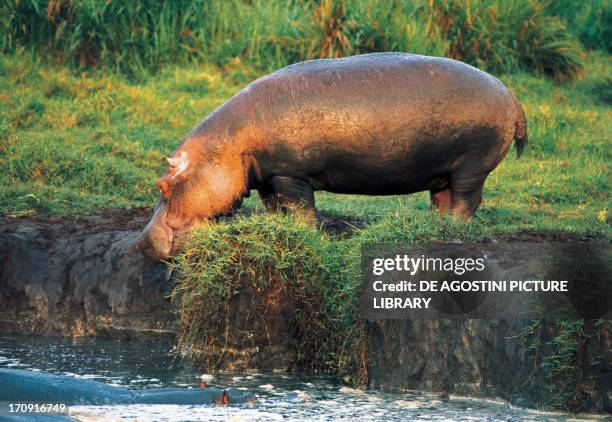 Hippopotamus , Virunga National Park , Democratic Republic of the Congo.