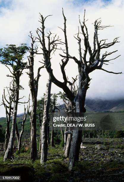 Petrified Forest, Villarrica National Park, Chile.