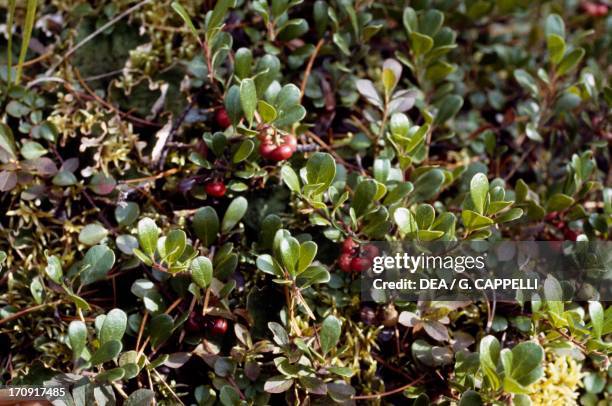 Bearberry bush , Rocky Mountains, Canada.