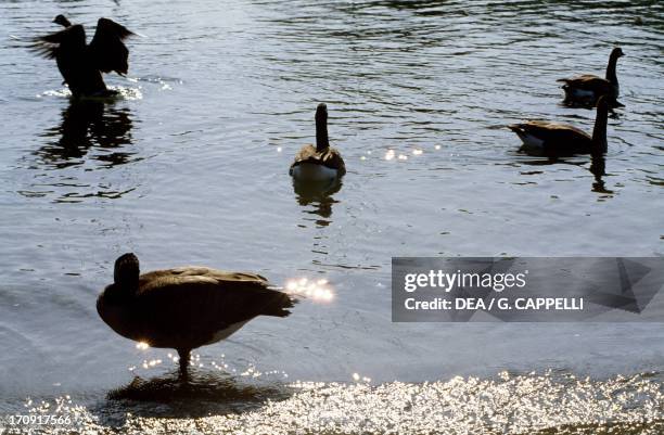 Canada Geese , Lake Erie, Point Pelee National Park, Ontario, Canada.