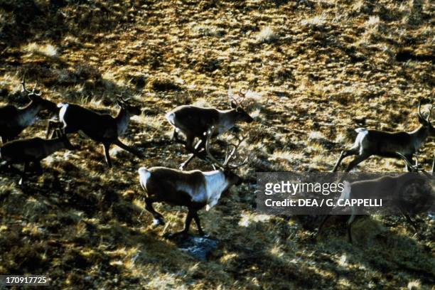 Small herd of Woodland Caribou on the tundra, Selwyn Mountains, Yukon, Canada.