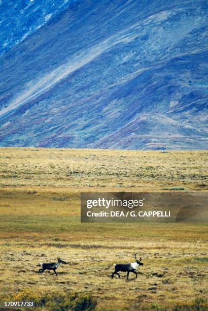 Two Woodland Caribou on the tundra, Selwyn Mountains, Yukon, Canada.