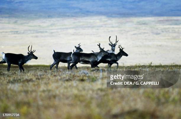 Small herd of Woodland Caribou on the tundra, Selwyn Mountains, Yukon, Canada.