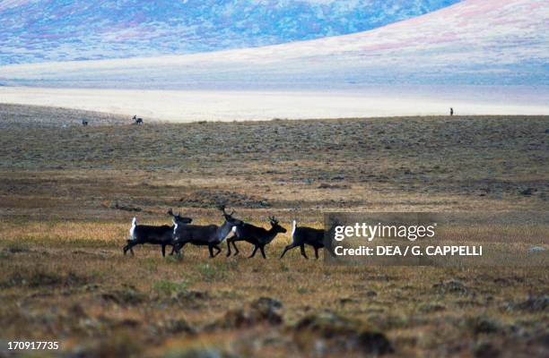 Small herd of Woodland Caribou on the tundra, Mackenzie Mountains, Yukon, Canada.