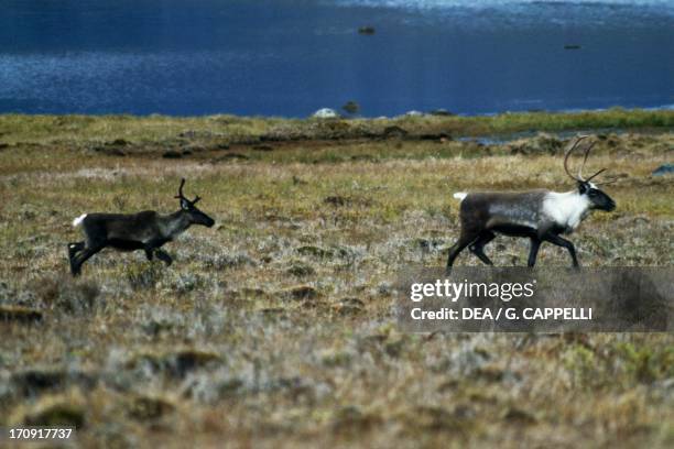 Two Woodland Caribou on the tundra, Selwyn Mountains, Yukon, Canada.