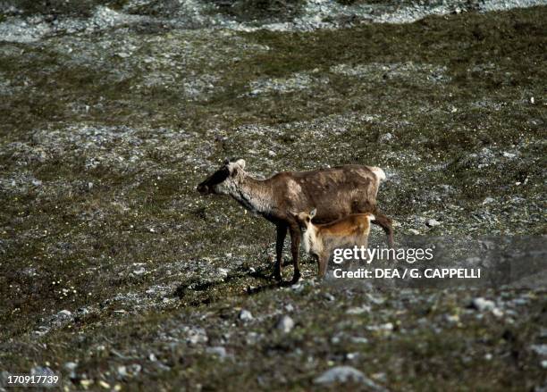 Female Woodland Caribou with baby , Yukon, Canada.