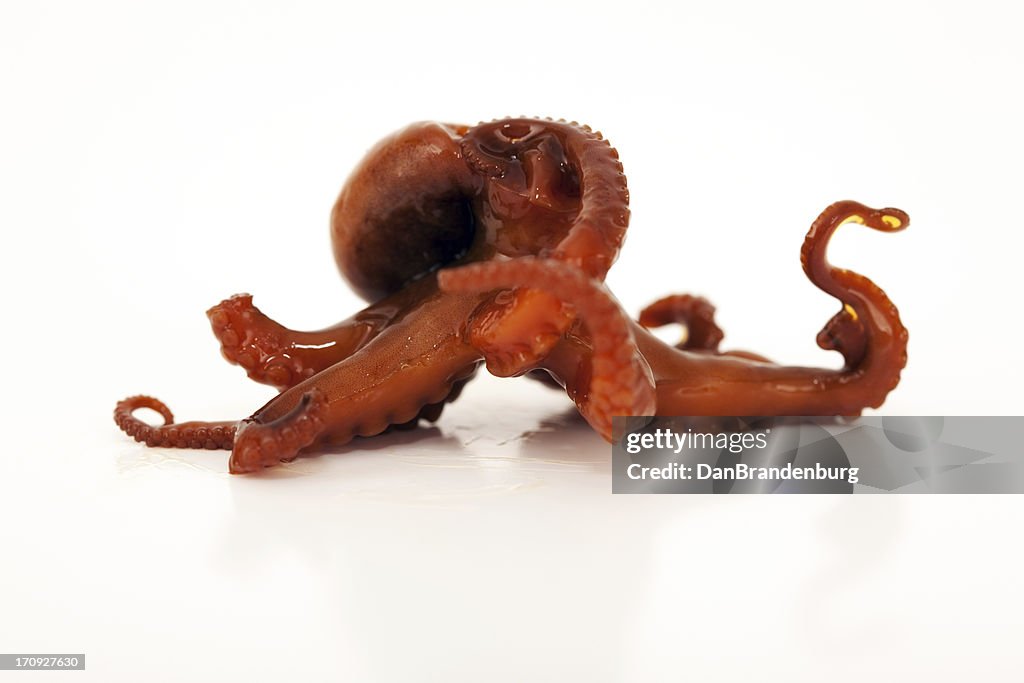 Octopus