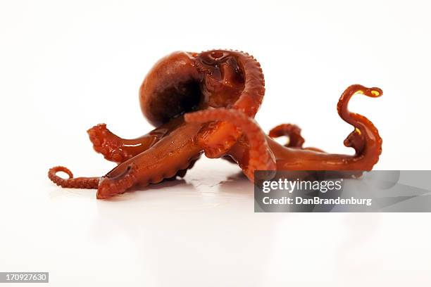 octopus - ika nigiri stock pictures, royalty-free photos & images