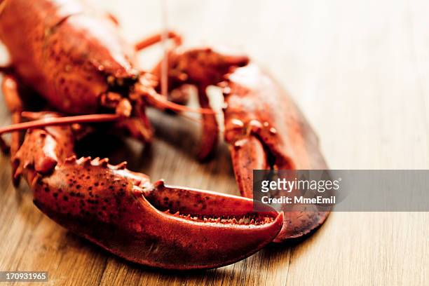 lobster - lobster stock pictures, royalty-free photos & images