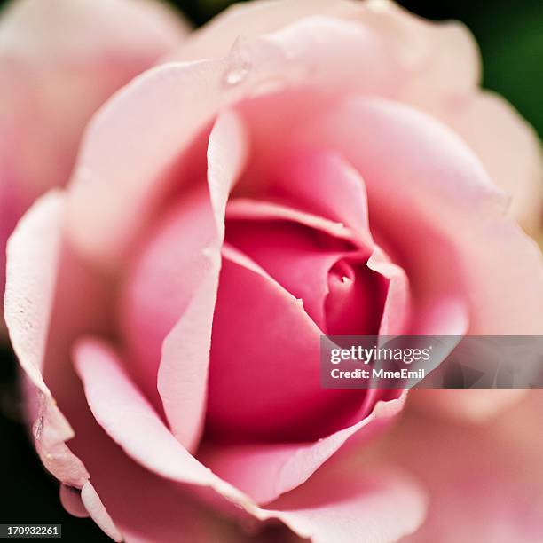 Closed Wild Roses 861 Closed Roses Stock Photos, High-Res Pictures, and Images - Getty Images