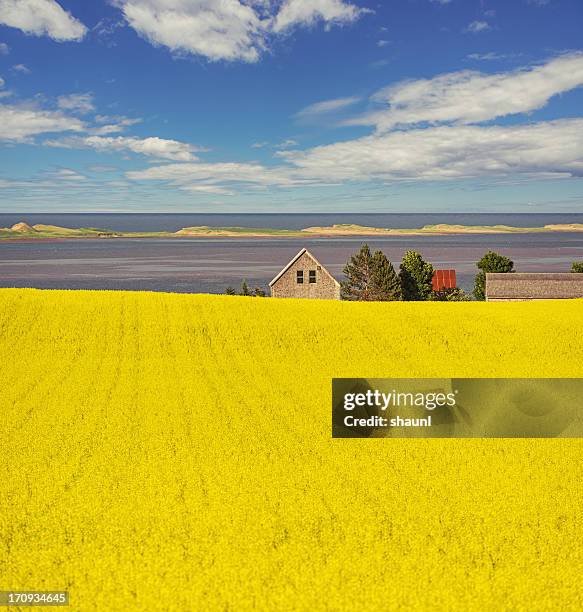 canola coast - prince edward island stock-fotos und bilder