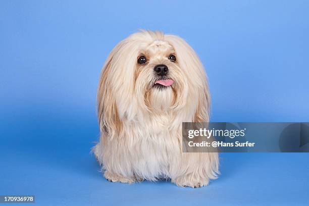 havanese shows his tongue! - havanese stock pictures, royalty-free photos & images