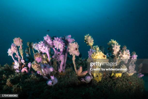 soft coral reefscape, jervis bay marine park. - jervis bay stock pictures, royalty-free photos & images