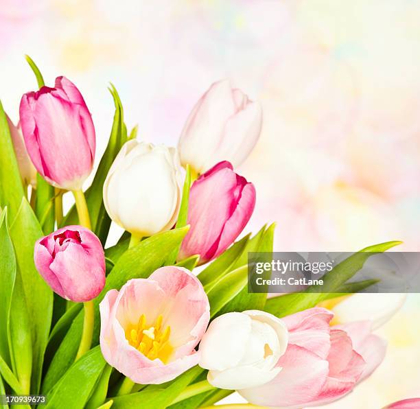 tulip bouquet mit textfreiraum - tulips cat stock-fotos und bilder