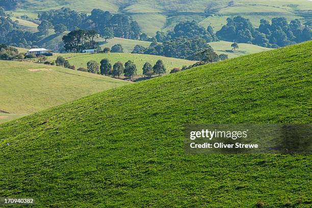 green hills of gippsland - gippsland stock-fotos und bilder