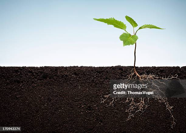 planta con raíces expuestos - land fotografías e imágenes de stock