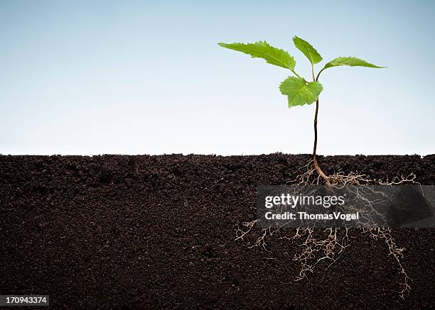 planta con raíces expuestos - seed fotografías e imágenes de stock