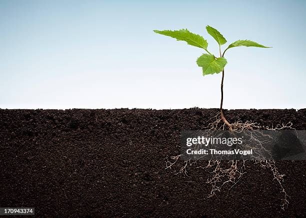 plant with exposed roots - root stock pictures, royalty-free photos & images