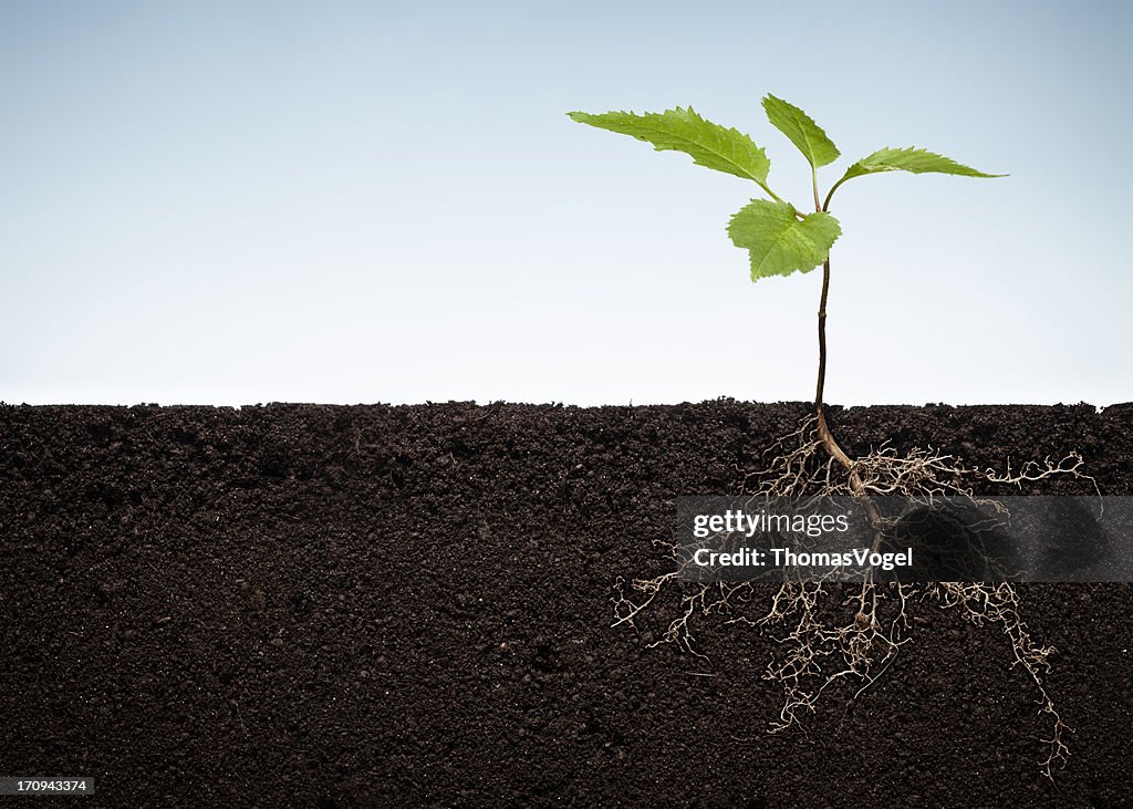 Planta com raízes expostos