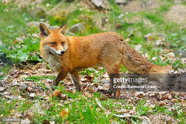 red fox, vulpes vulpes - fox bildbanksfoton och bilder