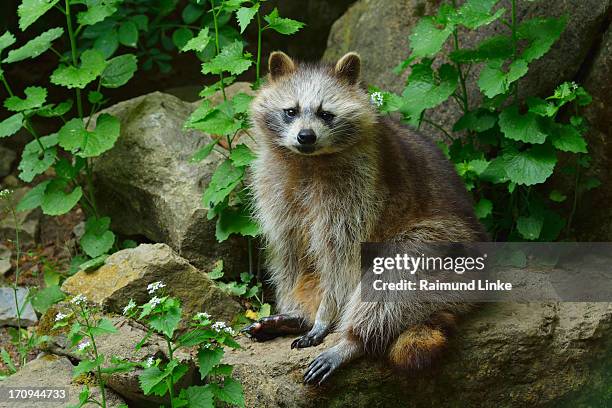 raccoon, procyon lotor - tanuki stock pictures, royalty-free photos & images