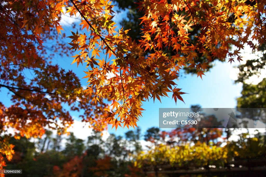 Colors of Kyoto